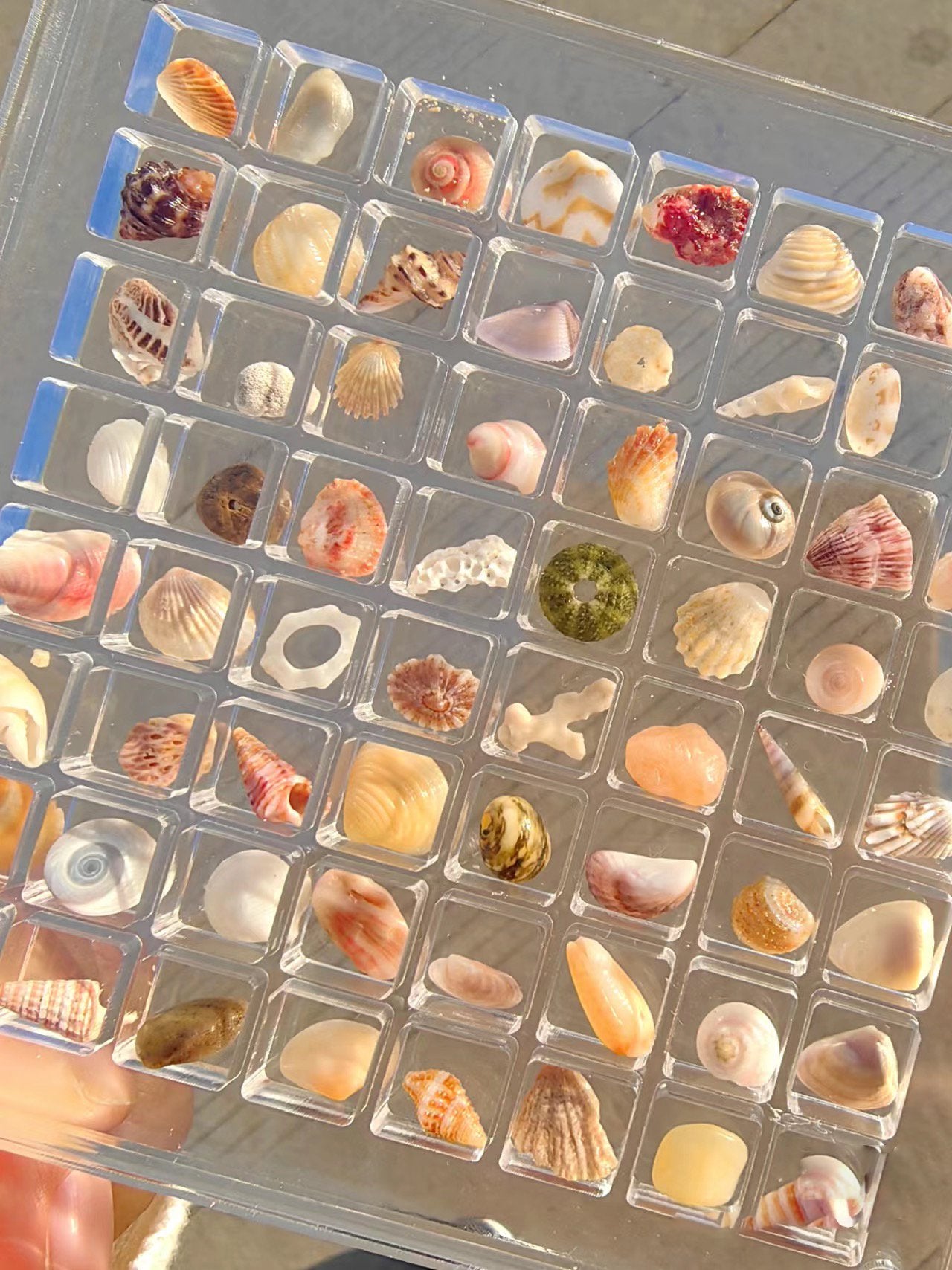 ❤️LAST DAY 49% OFF - Acrylic Magnetic Seashell Display Box