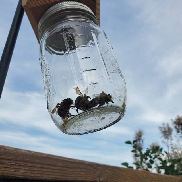 🔥Hot Sale 49% OFF-Best Carpenter Bee Trap
