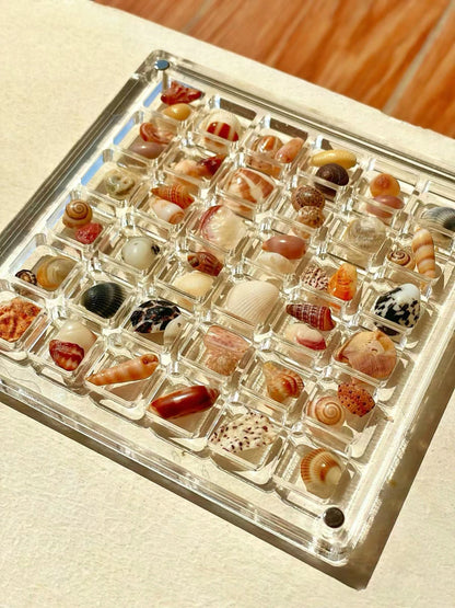 ❤️LAST DAY 49% OFF - Acrylic Magnetic Seashell Display Box