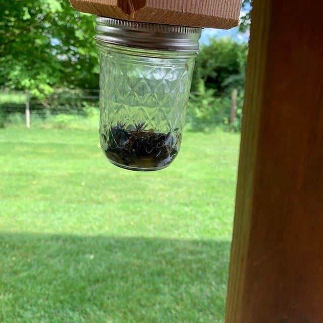 🔥Hot Sale 49% OFF-Best Carpenter Bee Trap