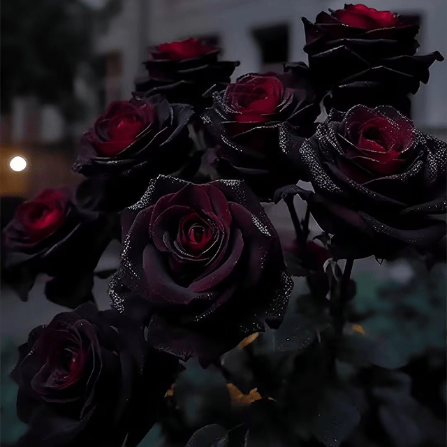 🔥Last Day 49% OFF-RARE BLACK RED ROSE FLOWER SEEDS