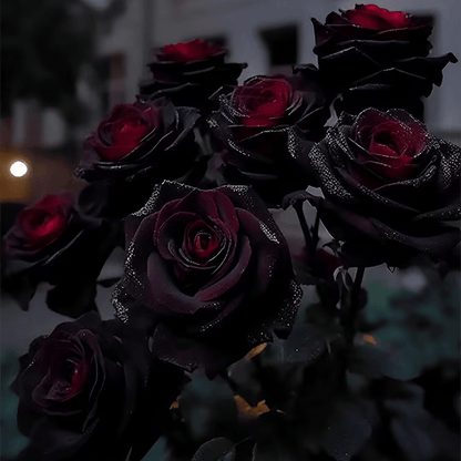 🔥Last Day 49% OFF-RARE BLACK RED ROSE FLOWER SEEDS