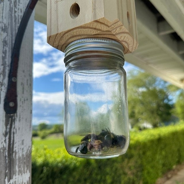 🔥Hot Sale 49% OFF-Best Carpenter Bee Trap