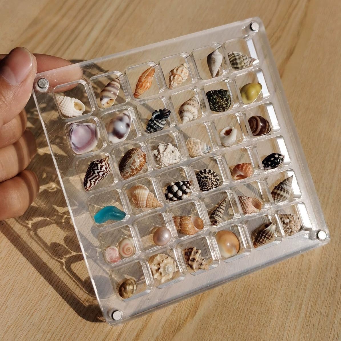 ❤️LAST DAY 49% OFF - Acrylic Magnetic Seashell Display Box