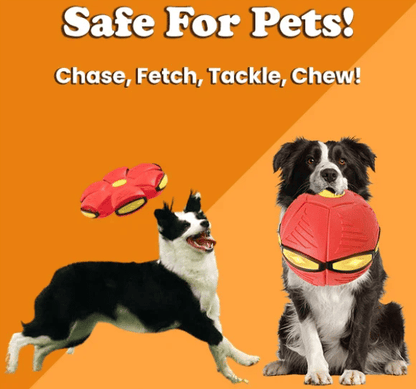 🔥Last Day 49% OFF💥The Doggy Disc Ball💞