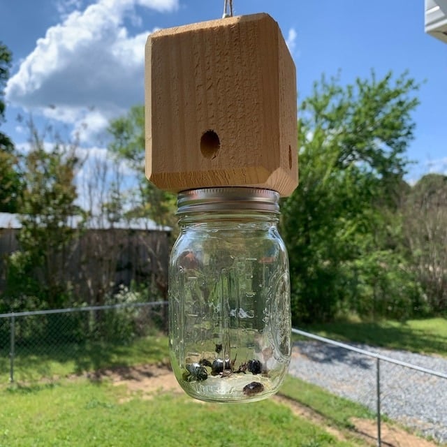 🔥Hot Sale 49% OFF-Best Carpenter Bee Trap